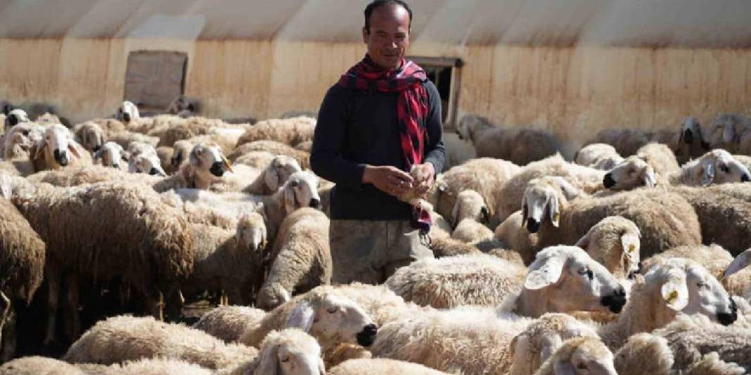 Binlerce kilometreden bozkıra geldi! Sürü artık ona emanet 2